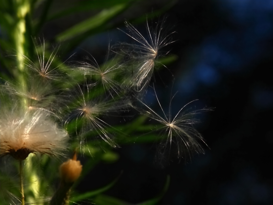 2011 07 26 IMG 34472e